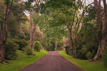 Fototapeta na wymiar Botanical Garden in Faxinal do Céu, Pinhão, Paraná, Brazil: 2023