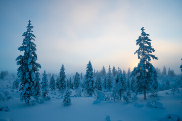 Mist over the snowy forest