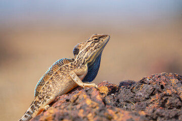 Sarada superba, the superb large fan-throated lizard, is a species of agamid lizard found in...