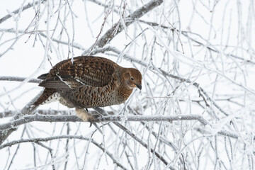 Black grouse on tree