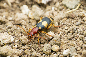 Spotted ground beetle species, Satara, Maharashtra