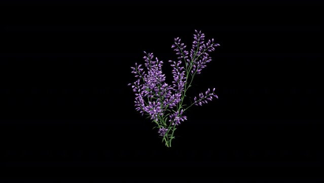 Levander Flower Growing 3D Animation With Alpha Video
