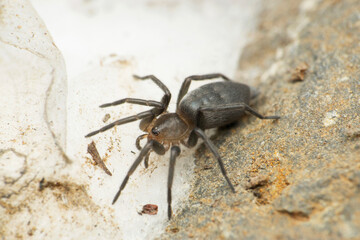 Grey sac spider, Satara, Maharashtra