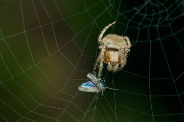 Orb weaver spider with prey on web, Satara, Maharashtra 
