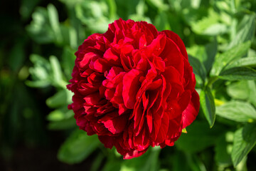 Red double peony