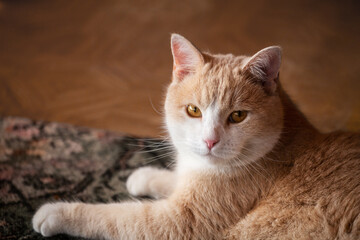 Red cat