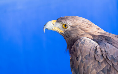Portrait of a beautiful golden eagle during a display of falconry on a medieval fair