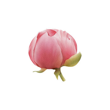 Pink peony bud illustration isolated. Watercolor botanical illustration. Hand-drawn summer flower. Floral elements for greeting cards design, wedding invitations, decor