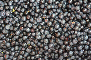 Bilberry Background Texture.  Bilberry has exhibited protective effects against macular degeneration, glaucoma, and cataracts. Bilberry's Benefits for  Eyes.