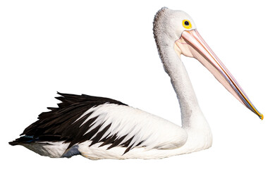 isolated australian pelican with transparent background; common australian marine bird, the most...