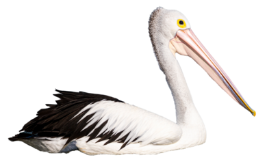 isolated australian pelican with transparent background; common australian marine bird, the most common pelican of australia and tasmania