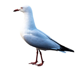 isolated silver gull with transparent background; australian marine bird, the most common sea gull of australia and new zealand