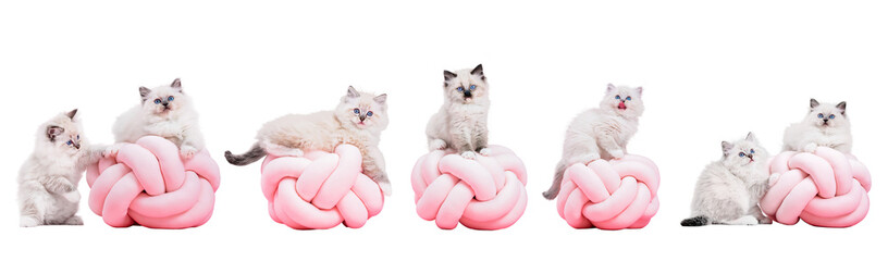 Collection of funny kitten cats playing, set isolated on transparent white background. © Photocreo Bednarek