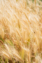 golden field of wild grasses, which look like wheat, in the morning. Tenerife, Canary Islands. Spain 