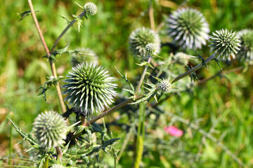 Globe thistle flowering plant in a wild. Echinops, Asteraceae.