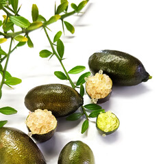 Edible fruits of Citrus australasica, the Australian finger lime or caviar lime. Whole limes on thorny branch and cut with vesicles partially extracted. Objects on white