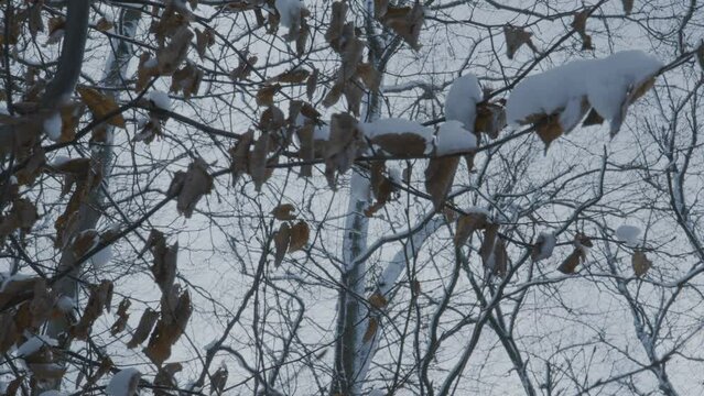 Winter Snow Covering The Trees Branches And Leaves In A Park. - Low-Angle Shot, Tilted Down