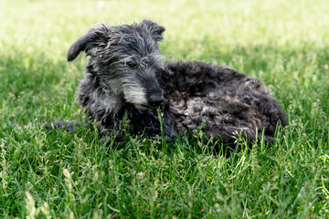 mixed breed dog bedlington terrier or bedlington whippet gray fluffy senior dog resting on green...