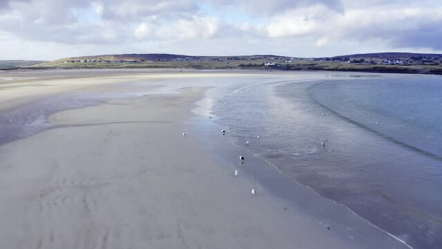 Drone shot of flocks of bird life and sea birds at Gress beach at low tide on the Outer Hebrides of Scotland.