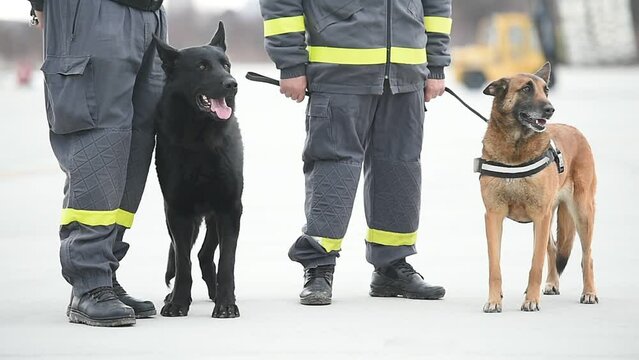 Search and rescue canine team ready for action 