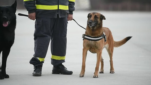 Search and rescue canine team ready for action 