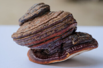 Tinder fungus or commonly also called horse hoof fungus. This fungus usually grows on dead tree...