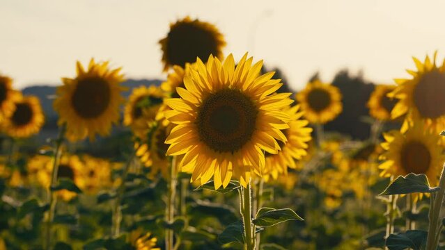 Close-up sunflower field at sunset