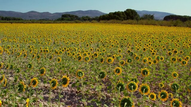 Drone elevates over sunflower fields