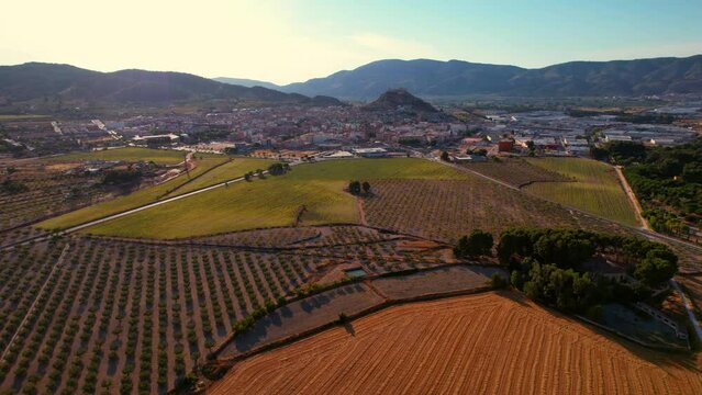 Drone flies over sunflower fields in Castalla, Alicante, Spain
