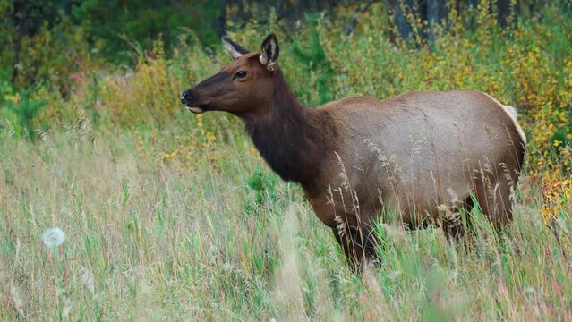 A cow elk during autumn, surveying her surroundings, showing the grace and stillness of wildlife in 4K