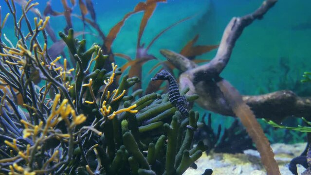 Lone Knysna Seahorse hangs onto soft coral with tail in large aquarium tank