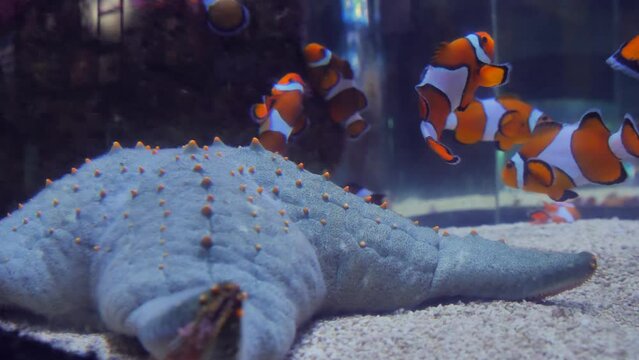 Orange Nemo Clownfish swim around purple close up starfish in aquarium