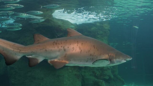 School of silver mackerel swim past huge sand tiger shark in aquarium