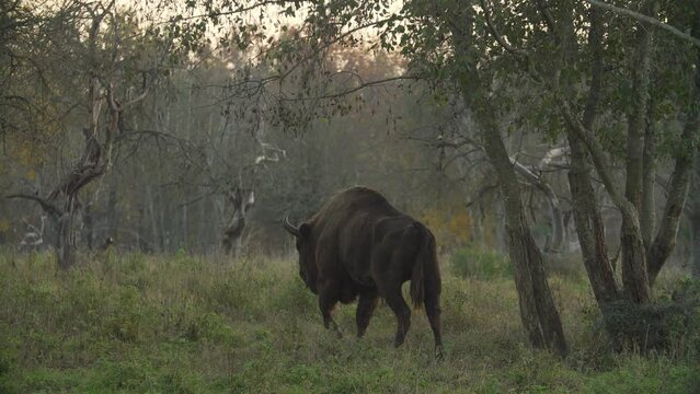 European bison in the autumn forest of a national park