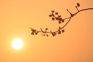 Cherry Blossoms and the Sun