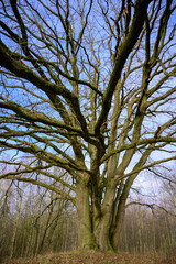 Eiche im Frühjahr laublos