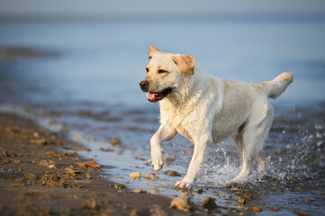 happy wet yellow labrador dog running on the beach