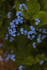 Forget-me-not flower macro with bright green leaves.
