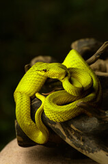 Obraz premium viper snake on wooden branch watching prey