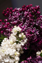 Purple, pink and white wonderful blooming Lilac.
