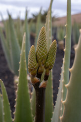 Aloe vera farm, Tiscamanita, Fuerteventura, Spain