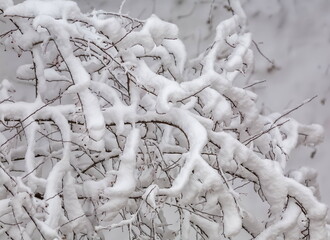 Tree branches covered with snow in winter