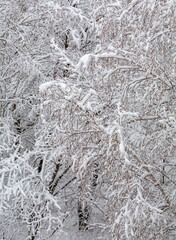Tree branches covered with snow in winter