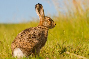 Rabbit, hare in summer in wild nature, useful for hunt articles, Slovakia