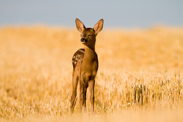Very young blind and sick roe deer in summer wild nature, Slovakia 