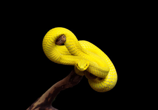 yellow snake on black background