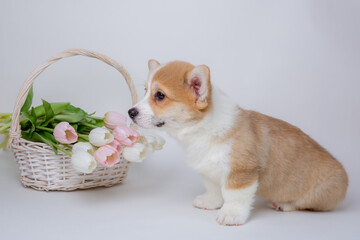 welsh corgi puppy with a bouquet of spring flowers isolated on a white background, cute pets