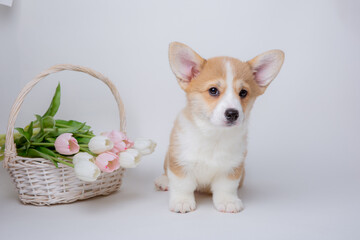 welsh corgi puppy with a bouquet of spring flowers isolated on a white background, cute pets