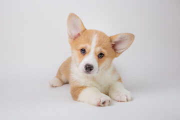 welsh corgi puppy isolated on white background, cute pets