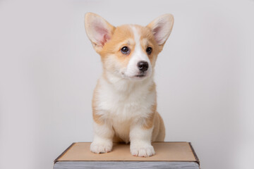 welsh corgi puppy isolated on white background, cute pets
